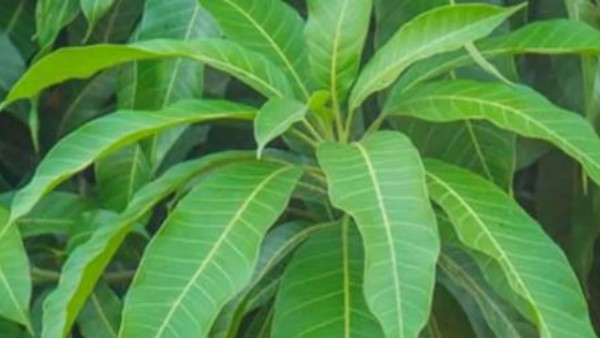మామిడి ఆకులతో మధుమేహానికి చెక్