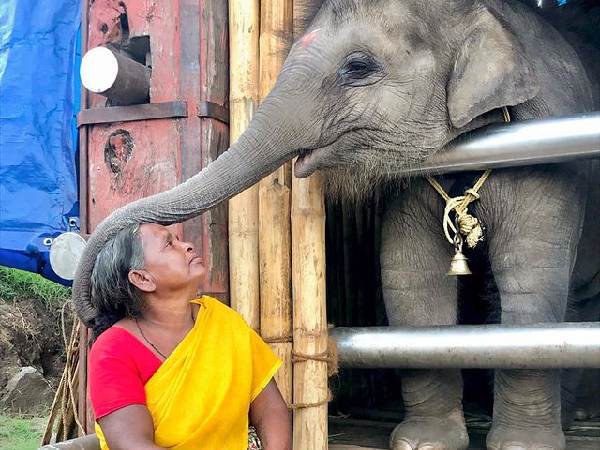 Oscar Awards 2023: The elephant whisperers documentary based on elephant care takers Bomman and Bellie, who are they