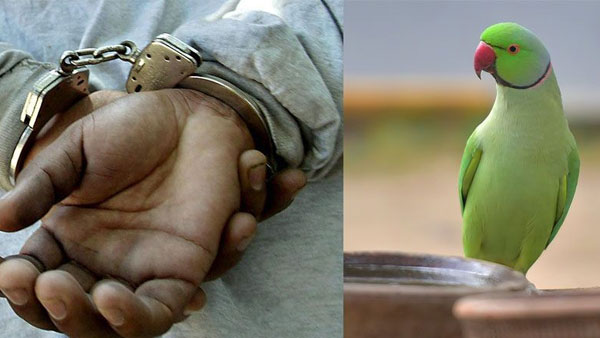 parrot evidence in the murder case.. The court sentenced life imprisonment to the culprits!!