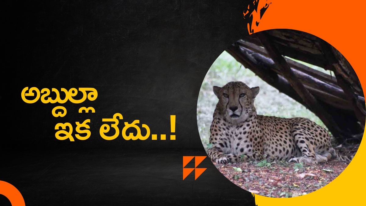 Abdulla the lone Cheetah at Hyderabad Zoo dies of heart attack Abdulla the lone Cheetah at Hyderabad Zoo dies of heart attack