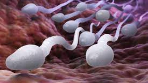 పీతలు, చేపలు పీతలు, చేపలు