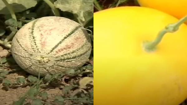 muskmelon uses and health benefits in summer