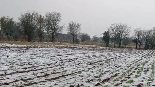 Untimely rains disaster.. Big trouble for farmers before Ugadi, huge crop loss in telangana!! Untimely rains disaster.. Big trouble for farmers before Ugadi, huge crop loss in telangana!!