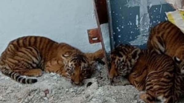 పులికూనలను వెనక్కు తీసుకొచ్చిన అధికారులు 