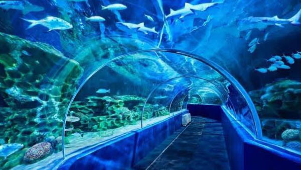 largest Aquarium and Aviary will set up at Kothwalguda