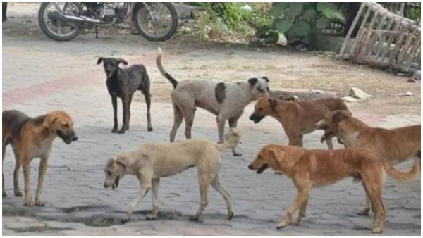 Street Dog Attacks on new born baby in karnataka