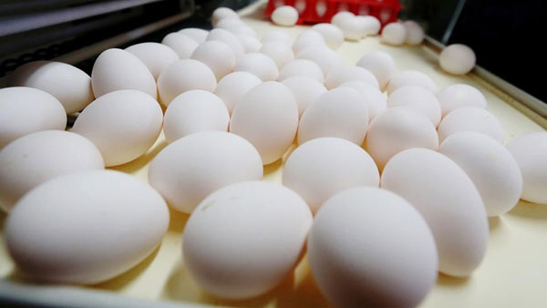 eggs also have an expiry date; Simple tips to identify spoiled eggs!!