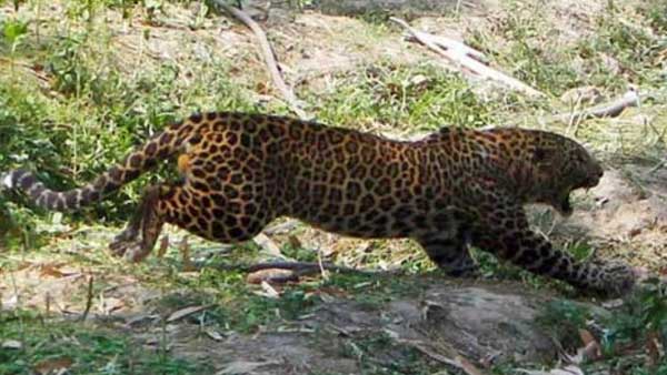 People are worried about the movement of leopards in jagtial district