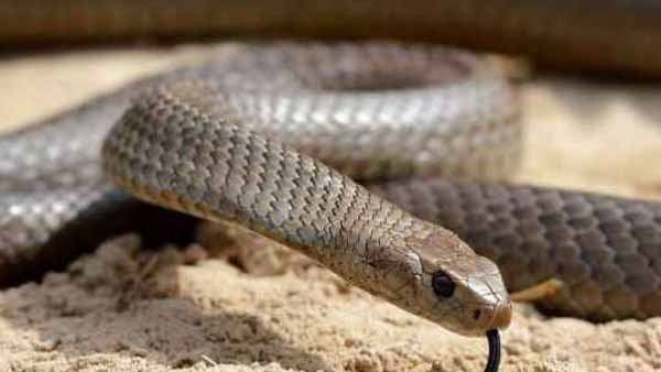 Snakes coming into the house? 