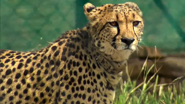 south africa reacts cheetah kuno