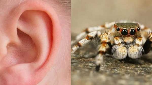 The incident of a spider nesting in a mans ear happened in China The incident of a spider nesting in a mans ear happened in China