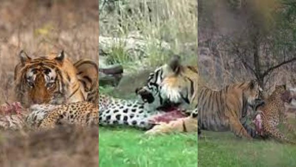 tiger killed leopard
