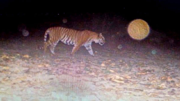 Tiger spotted after 110 years at Kalesar National Park in Haryana Tiger spotted after 110 years at Kalesar National Park in Haryana