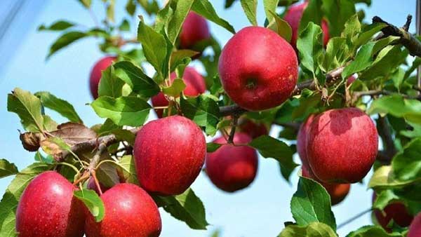 Centre has prohibited the import of apples where the CIF import price is less than to Rs 50 per kg