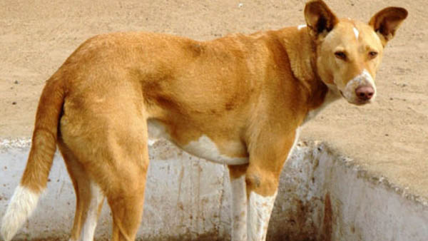 A dog worked for 4 hours to save his owner