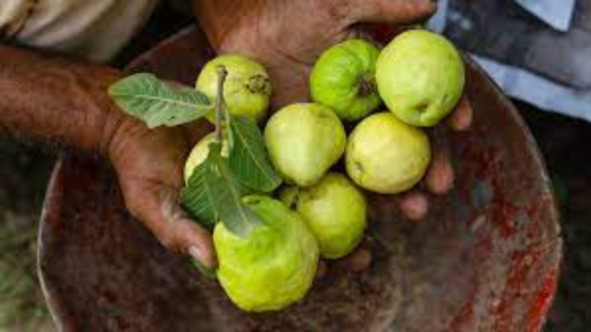 guava 