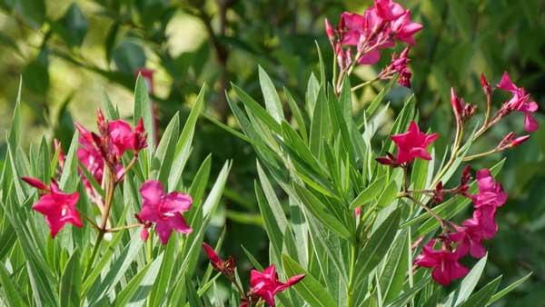 Vastu tips: oleander flower plant in house gives good luck or bad luck? know the facts