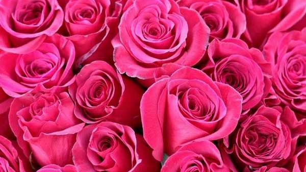 Vastu tips: respect, love with roses; Check for financial problems with rose plants in house!! Vastu tips: respect, love with roses; Check for financial problems with rose plants in house!!