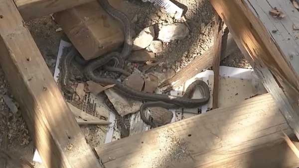 The home owner was shocked to find a large number of snakes in his newly purchased house in America