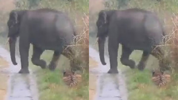 Viral video: Tiger gives way to herd elephants