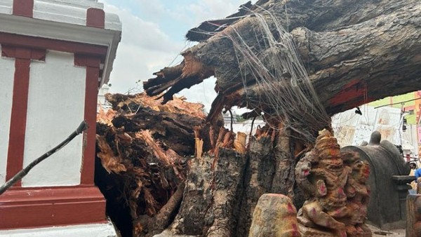 Tirupati: one died after being felled by a tree in govindarajaswamy temple Tirupati: one died after being felled by a tree in govindarajaswamy temple