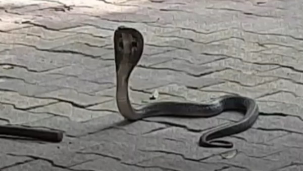 A three-year-old boy was bitten by a snake in Uttar Pradesh A three-year-old boy was bitten by a snake in Uttar Pradesh