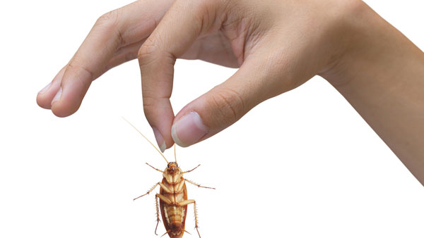 Cockroaches problem in the house? Follow these 3 tips to get rid of cockroaches!!