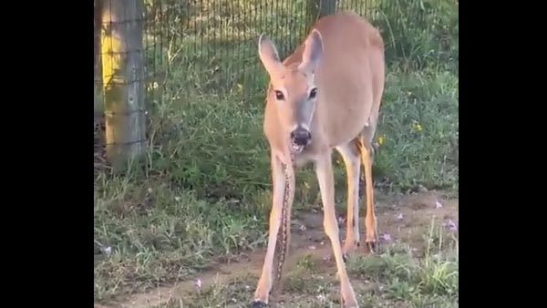 Viral video: A deer eating a snake has raised eyebrows