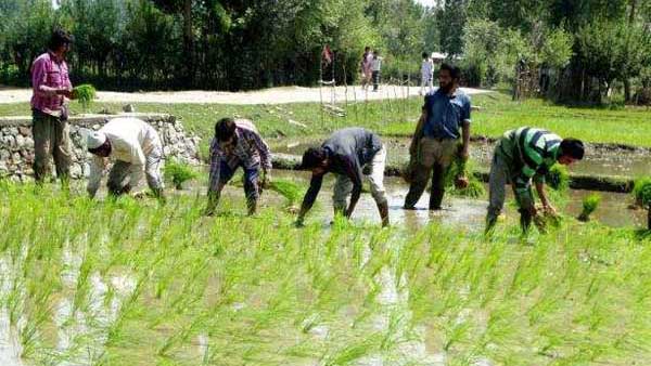 Opinion: Telangana has made significant progress in the agriculture sector with several progressive measures by CM KCR