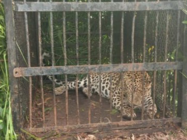 Tirumala: leopard, which attacked a 3 years old boy at alipiri, trapped in a cage