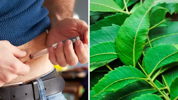 Health tips: high sugar levels in blood? Do these with neem leaves to control diabetes!