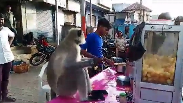 A video of a monkey eating panipuri in Gujarat has gone viral on social media