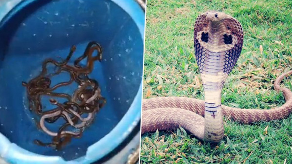 Rohtas residence holds Surprise: 60 Snakes Unearthed,Half Relocated to Forest