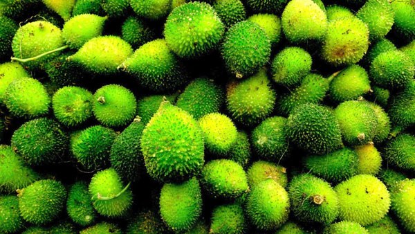 Health tips: boda kakarakaya is full of nutrients than mutton and chicken; know the health benefits!! Health tips: boda kakarakaya is full of nutrients than mutton and chicken; know the health benefits!!