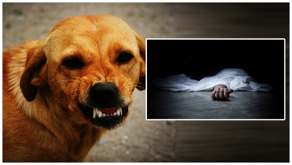 boykilledbystreetdogs