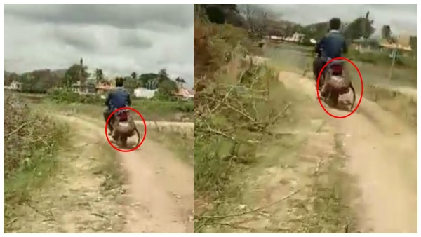 cheetahangingonbike1