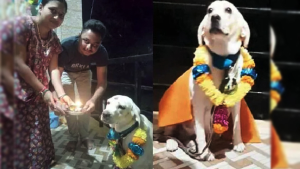 dogseemantaisgoingviralonsocialmedia1