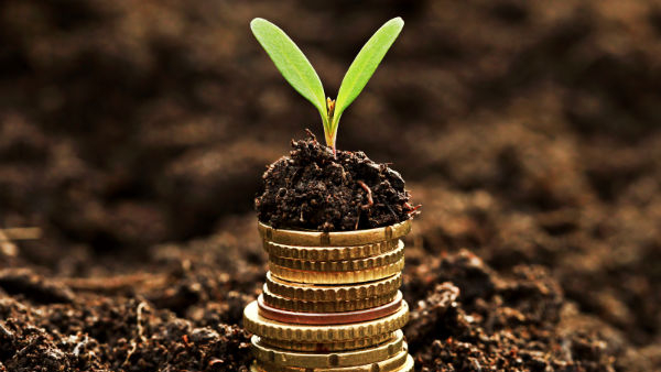 Vastu tips: This one plant is enough to bring wealth into the house!!