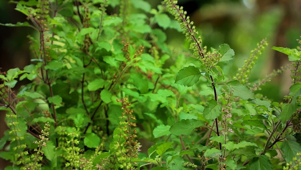 shraavan 2023: what are the auspicious days to plant tulasi in this month!!