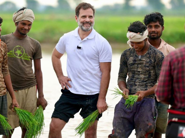 Congress leader Rahul Gandhi sowing seeds at the fields in Haryana