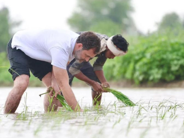 Congress leader Rahul Gandhi sowing seeds at the fields in Haryana