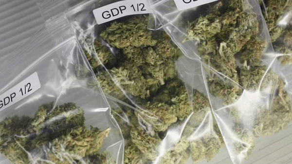 The Chennai police informed the court that rats ate 22 kg of ganja in the police warehouse. The Chennai police informed the court that rats ate 22 kg of ganja in the police warehouse.