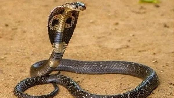 A gurukula school student was bitten by a snake in Vanaparthi district