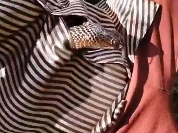 Snake enters a mans shirt, video goes on viral 