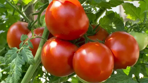 Tomato 