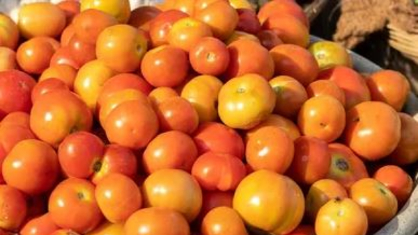 Tomato prices Tomato prices