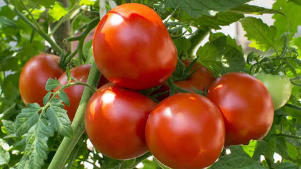 Tomato: 