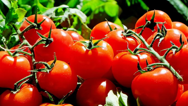 For the mother, a daughter brought 10 kg of tomato in a suit case from Dubai