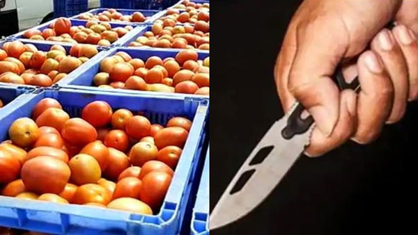 Friends stabbing for tomatoes with knives near Raichur in Karnataka Friends stabbing for tomatoes with knives near Raichur in Karnataka