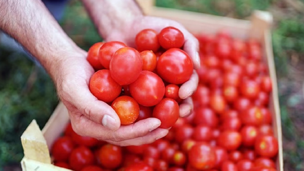 Chennai merchant sells tomatoes at ₹20 per kg for a family